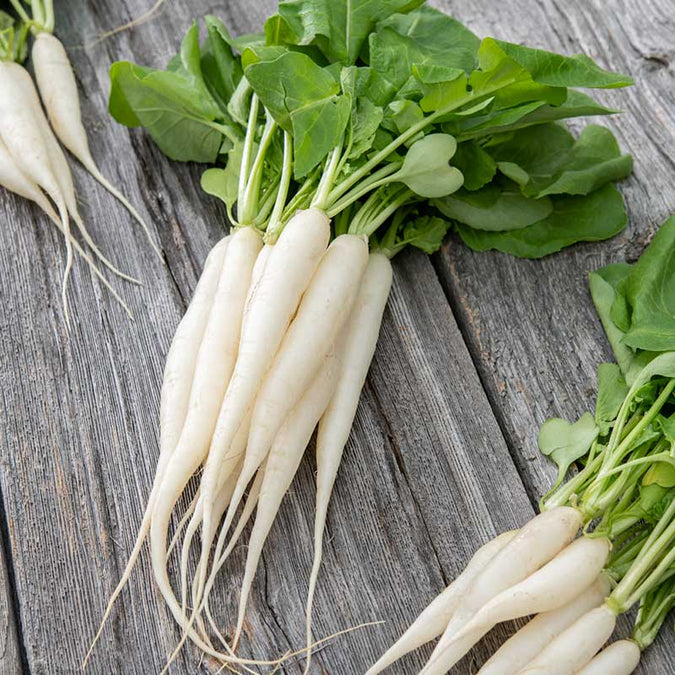 400pcs White Icicle Radish Seeds – Fast-Growing Heirloom Vegetable for Crisp, Mild Flavor – Ideal for Garden or Container Planting