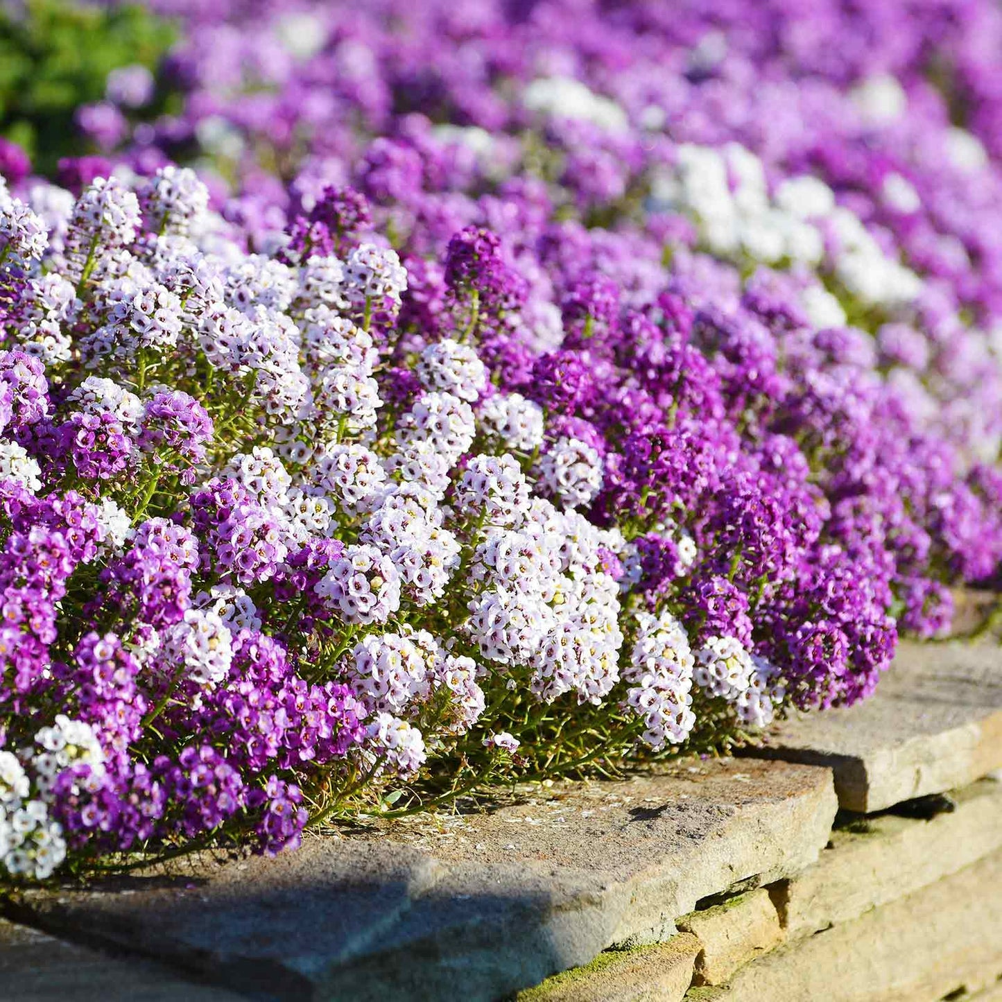 1000 Seeds Alyssum Magic Circle Mix, Trailing Groundcover, Pink, Purple, White, Non-GMO, Sweet-Smelling Flowers, Great for Borders