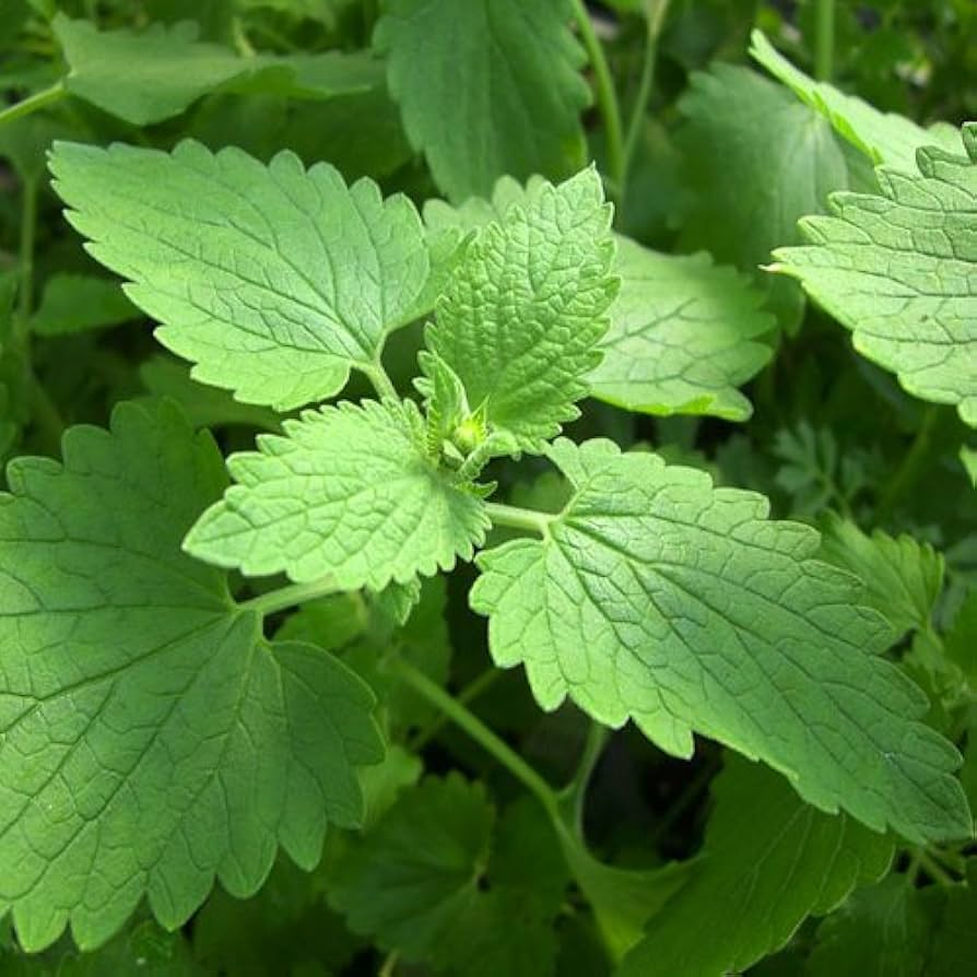 Catnip Seeds | 2,000 Heirloom Seeds | Non-GMO | Attracts Cats & Bees | Zones 3-9 | | Culinary & Tea Use