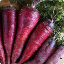 200 Seeds Purple Dragon Carrot, Daucus Carota, Vibrant Purple Heirloom Carrot