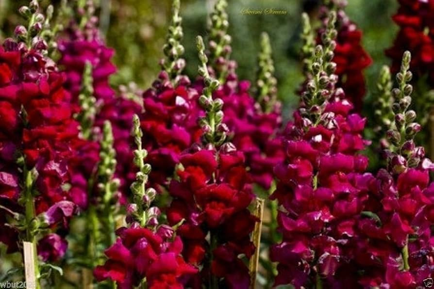 Antirrhinum majus Maryland Royal Burgundy Snapdragon Seeds – 1000+ Deep Wine-Colored Blooms for Garden & Cut Flowers