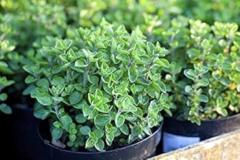 250 Italian Oregano Herb Seeds – Origanum vulgare – Heirloom, Aromatic, Perennial, Perfect for Cooking