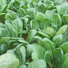 500mg Mustard Green Spinach Komatsuna Tendergreen Seeds Brassica rapa | Heirloom, Non-GMO, Asian Greens, Fast-Growing, Mild Flavor