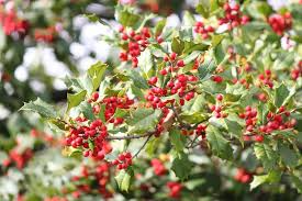 American Holly Seeds – Ilex opaca – 500mg for Planting, Evergreen Tree, Native Landscape Plant, Red Berries, Wildlife Friendly