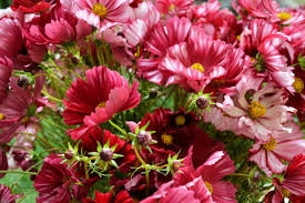Velouette Cosmos Seeds – 200+ Crimson & White Starburst Blooms – Bold Cottage Garden Flower for Cut Bouquets, Pollinators Borders – USA