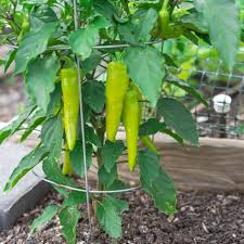 300mg Sweet Banana Pepper Seeds Capsicum annuum | Mild & Sweet, Non-GMO, Perfect for Salads, Pickling, and Fresh Eating