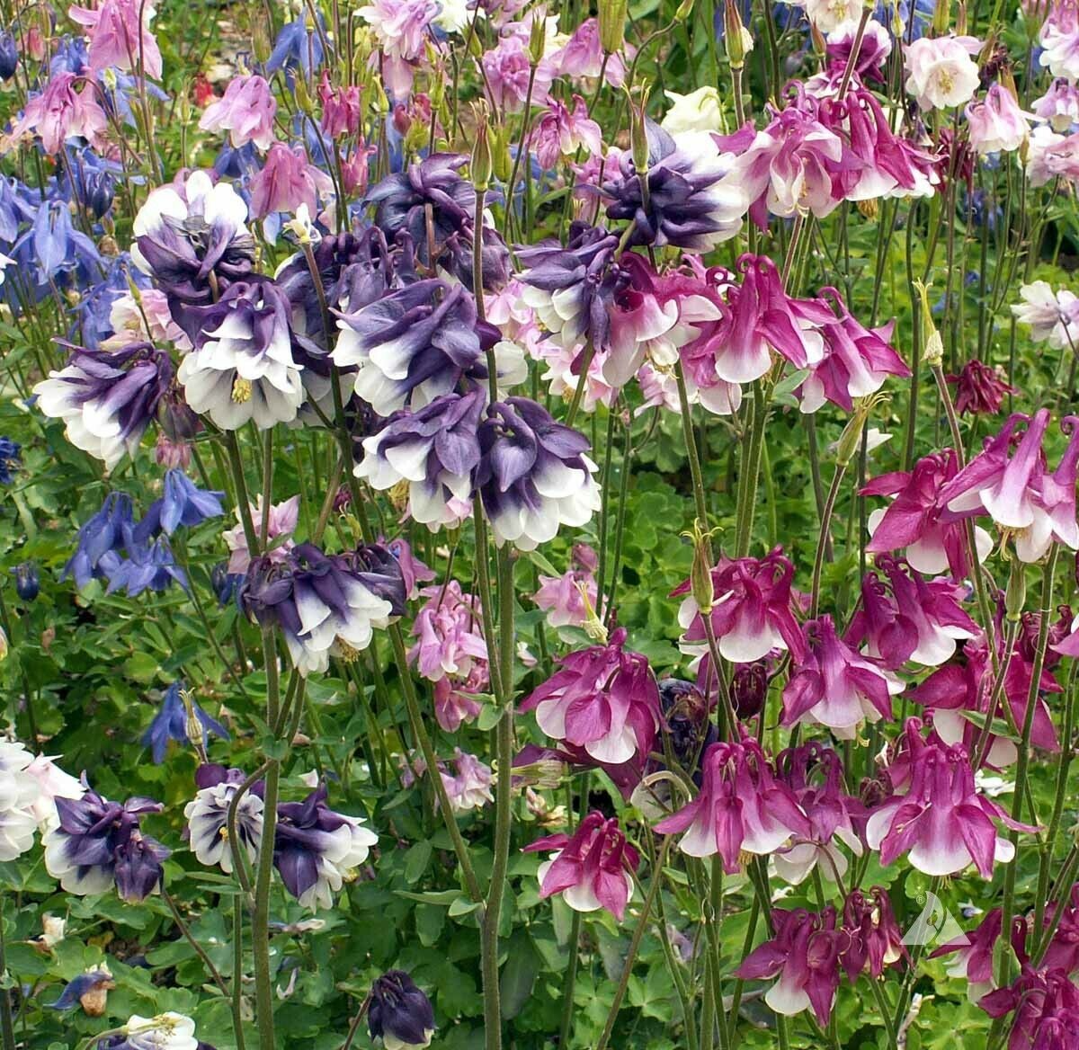 500 Seeds Columbine DWARF MIX Granny's Bonnet Perennial Flowers - Aquilegia Non-GMO, Fall Planting, Easy to Grow, Colorful Garden Blooms