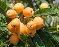 Japanese Loquat Fruit Tree 8” Seedling - Tropical Live Plant with Pot - Sweet Fruit, Ready to Plant