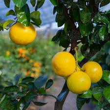 5+ Duncan Grapefruit Seeds – Juicy, Sweet-Tart & Fragrant Citrus Tree