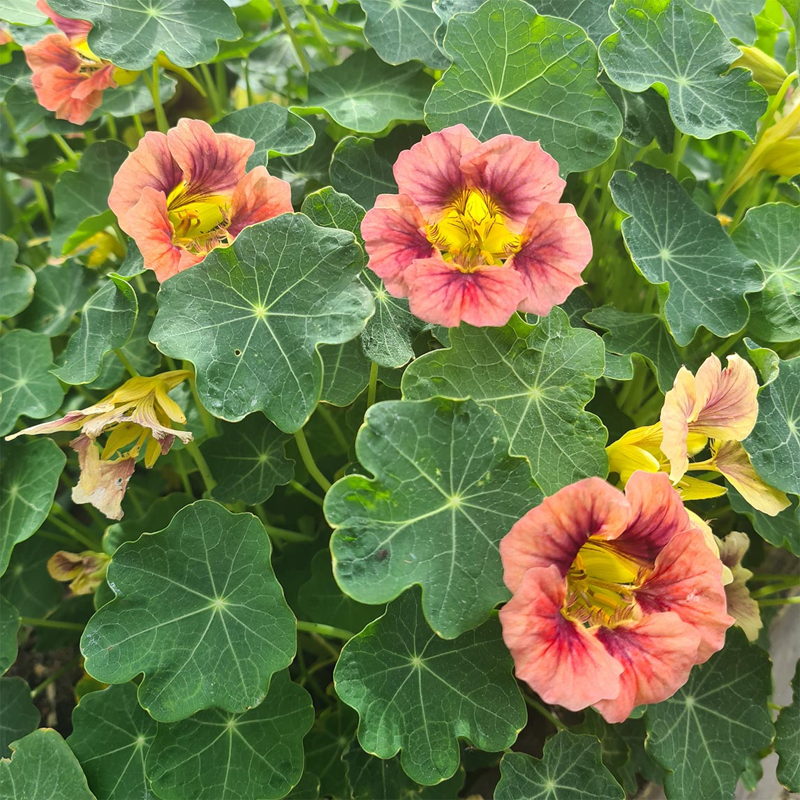 Purple Emperor Nasturtium Seeds – 50+ Seeds – Deep Burgundy Blooms for Pollinator Gardens, Containers, and Edging Borders – USA