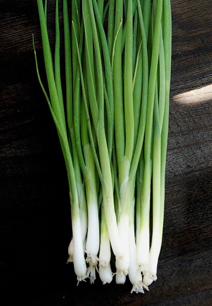 250mg Onion Evergreen Bunching Seeds – Allium fistulosum, Hardy Green Onion Vegetable