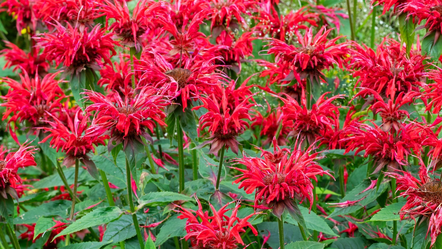 3 Live Cherry Red Monarda Bee Balm Plants | Vibrant Perennial Flowers | Butterfly & Pollinator Favorite | Sun-Loving Bergamot Starter