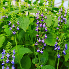 500 Chia Herb Seeds – Salvia hispanica – Heirloom, Fast-Growing, Perfect for Sprouting & Pollinator Gardens