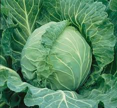Cabbage Copenhagen Market Seeds – 1g for Planting, Heirloom Variety, Compact & Tender, Cold Hardy, High Yield, Garden Container