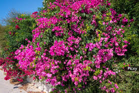 7 Fuchsia Pink Bougainvillea Unrooted Cuttings 6" | Bougainvillea glabra, Flowering Shrub, Colorful Bush for Garden