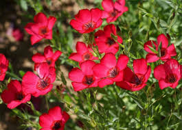 500 Seeds Flax Scarlet/Red Wildflower, Non-GMO, Annual, Pollinator-Friendly, Partial Shade, Linum grandiflorum
