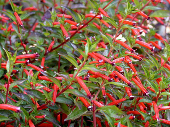 Cigar Plant (Cuphea Ignea) Starter Plant | Hummingbird & Butterfly Magnet | Live Seedling Grown in the USA