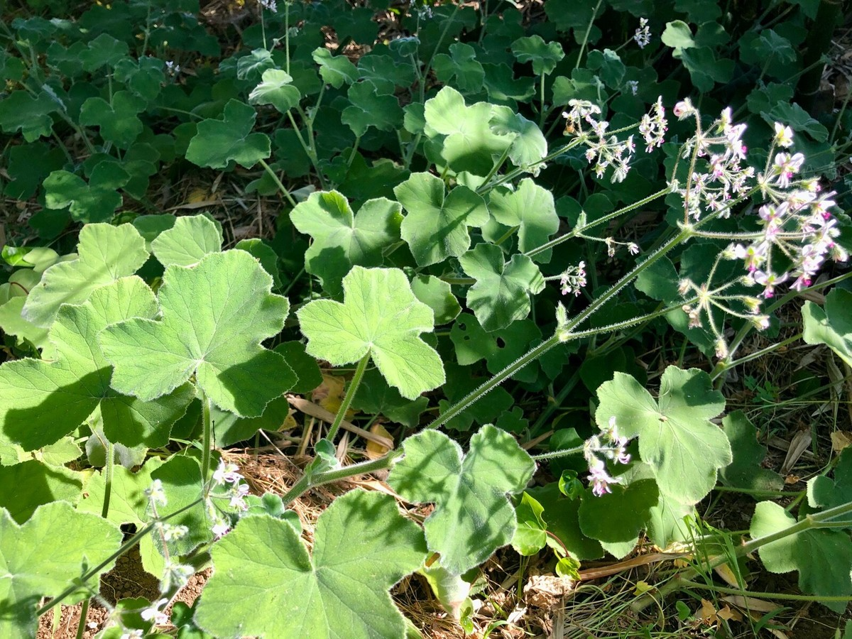 3 Rare Fuzzy Mint Scented Pelargonium Geranium Unrooted Cuttings 6" - Unique, Fragrant, Perfect for Planting & Propagation