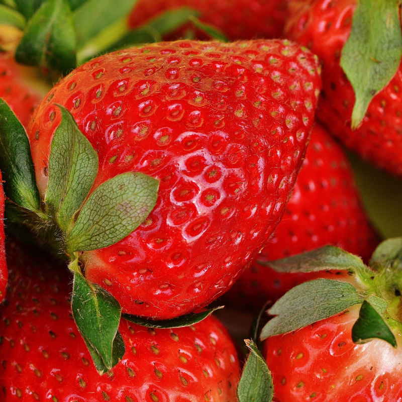 12 Bare Root Everbearing Strawberry Plants "San Andreas" for Zones 4-9