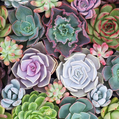 50 Types Succulent Leaves | Assorted Echeveria, Sedum, Crassula, and M   Jayme Garden