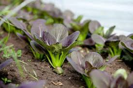 300 Gourmet Purple Hybrid Pak Choi Seeds - Bok Choi (Brassica rapa Chinensis), 6-12" Tall,