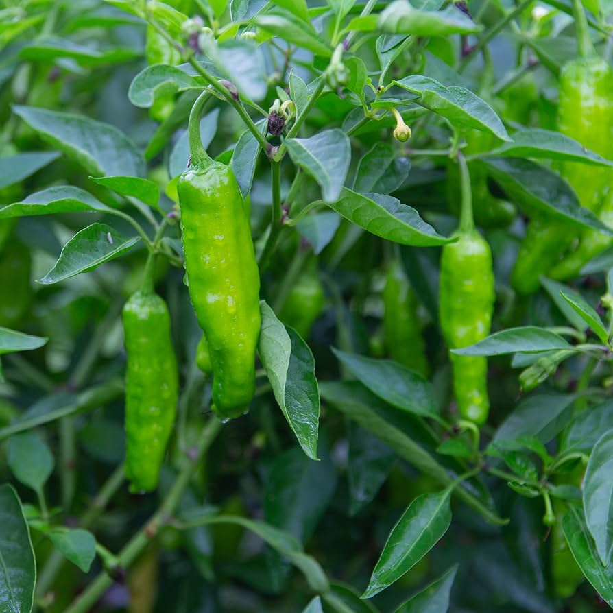 20 Shishito Pepper Seeds – Mild & Sweet – Heirloom, Non-GMO, Easy to Grow