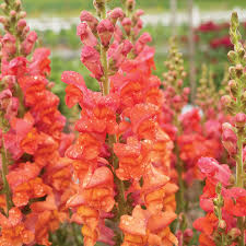 Candy Tops Orange Snapdragon Seeds (Antirrhinum majus) | 1000+ Seeds | Compact, Bright Orange Blooms for Garden & Containers