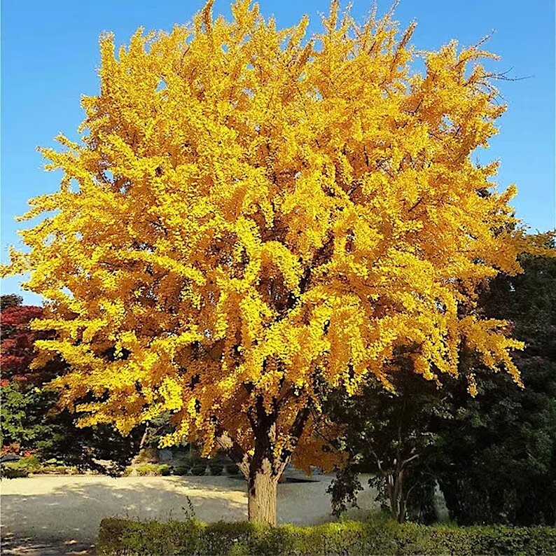 5 Stratified Ginkgo Biloba Tree Seeds (Maidenhair) – Hardy, Yellow Fall Foliage, Rare Bonsai