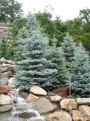 250mg Picea Pungens Glauca NM Carson Seeds, Colorado Blue Spruce, Hardy Evergreen Tree for Landscaping