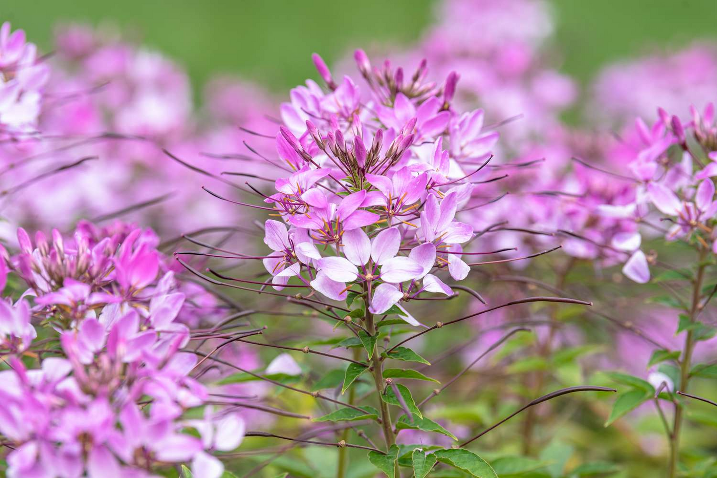 300 Cleome Spider Flower Seeds – White, Pink, Purple Wildflower | (Cleome hassleriana) Bee-Friendly Bush, Fast-Growing Garden Plant