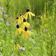 150 Seeds Prairie Coneflower (Ratibida columnifera) for Planting | Native Wildflower for Meadows, Pollinator Gardens & Landscapes
