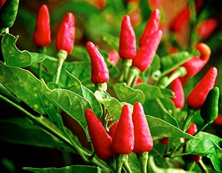 30 Seeds Tabasco Pepper (Capsicum frutescens) - Hot Pepper for Spicy Sauces, Garden or Patio Pepper Plant