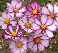1g Cosmos Picotee Seeds, Unique Bicolor Blooms, Hardy Annual Wildflower for Pollinator Gardens