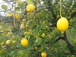 5+ Verna Lemon Seeds – High-Yield, Juicy & Fragrant Citrus Tree