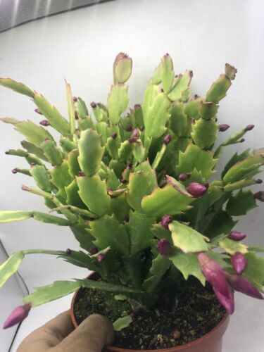 Christmas Cactus Cuttings (5pcs) – Schlumbergera Truncata Starter Plants