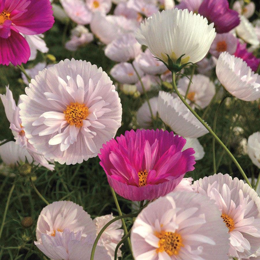 Cupcakes & Saucers Cosmos Seeds –200+ Seeds – Ruffled Pink, White Blooms for Cottage Gardens, Borders and Cut Flower Beds