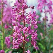 30 mg Seeds Chamaenerion Angustifolium Fireweed – Vibrant Wildflower for Planting, Gardening, and Pollinator-Friendly Landscapes