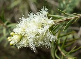 50 Snow In Summer Seeds (Melaleuca linariifolia) | Shrub | Fragrant & Hardy, Perfect for Gardens Aromatic