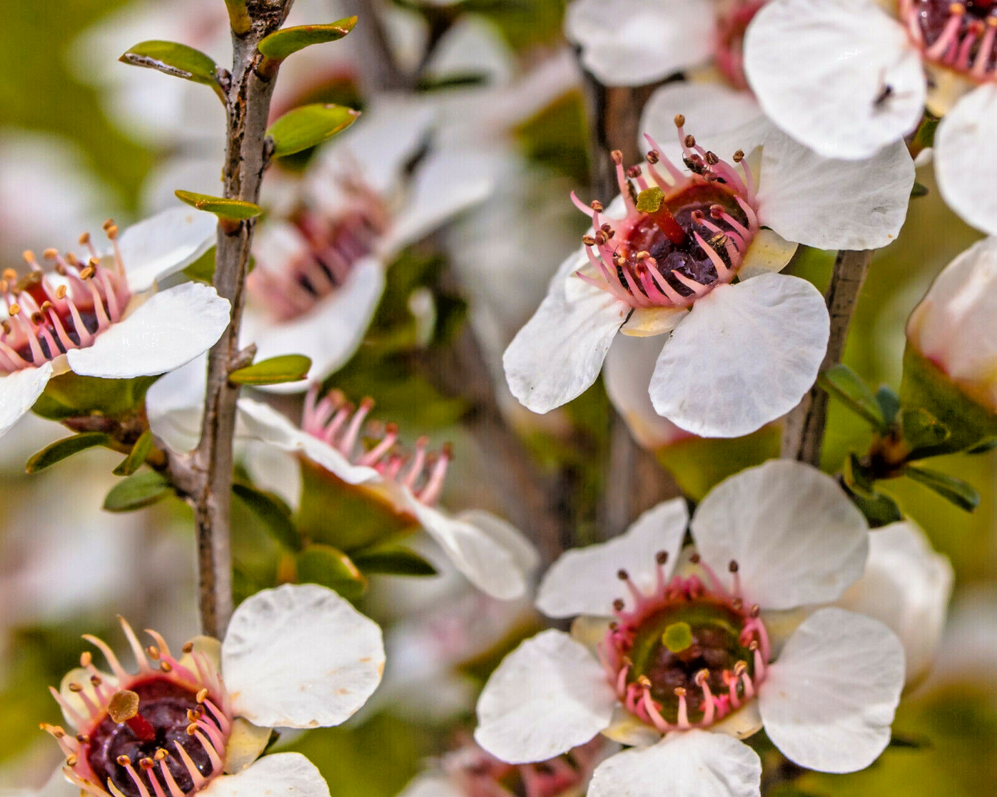 100 Manuka Tea Tree Seeds (Leptospermum scoparium), Honey Bush, New Zealand, Grow Your Own Manuka Honey, Hardy & Aromatic