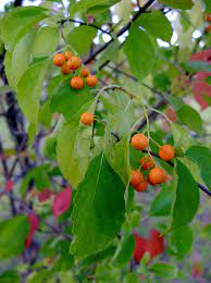 500mg Celastrus Scandens Seeds, American Bittersweet, Native Vine with Vibrant Orange Berries