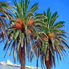 5 Date Palm Tree Seeds (Phoenix dactylifera) – Edible Fruit, Hardy to Zone 8
