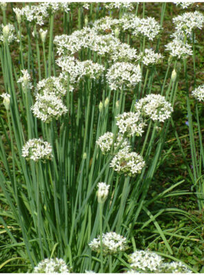 30 Bare Roots Live Plants Fresh Garlic Chives Chinese Leeks (Allium tuberosum)