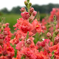 Antirrhinum majus Madame Butterfly Bronze Cherry Snapdragon Seeds – 1000+ Ruffled Blooms for Garden & Cut Flowers