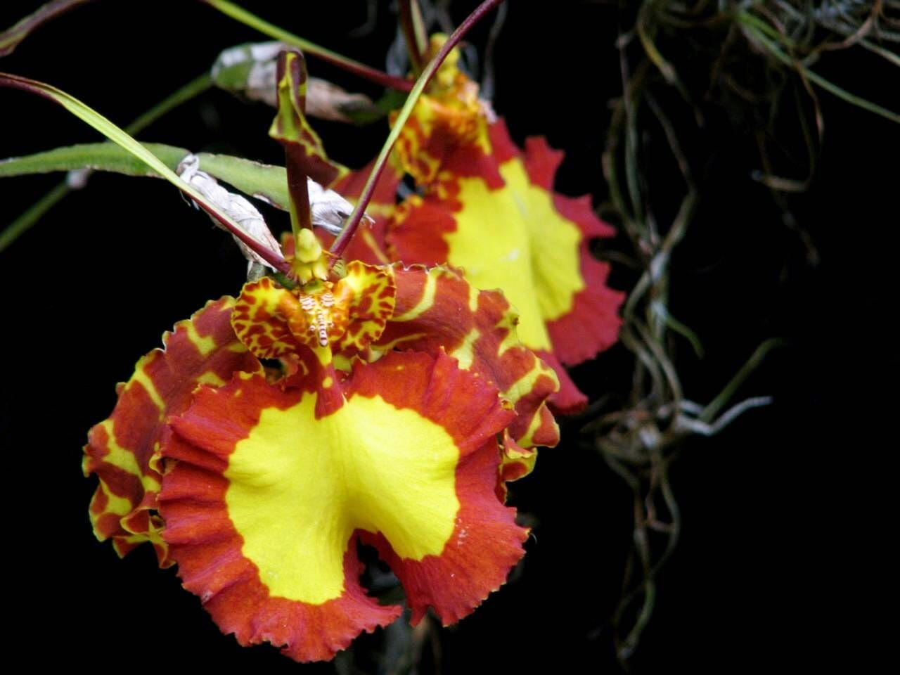 Psychopsis Mendenhall 'Hildos' FCC/AOS Orchid | Red/Yellow Cattleya | 2" Pot Live Orchid | Tropical Indoor/Outdoor Plant