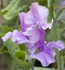 50+ Marion Sweet Pea Seeds – Deep Rose Fragrant Blooms for Garden Planting, Climbing Vines for Trellises & Cut Flowers – USA