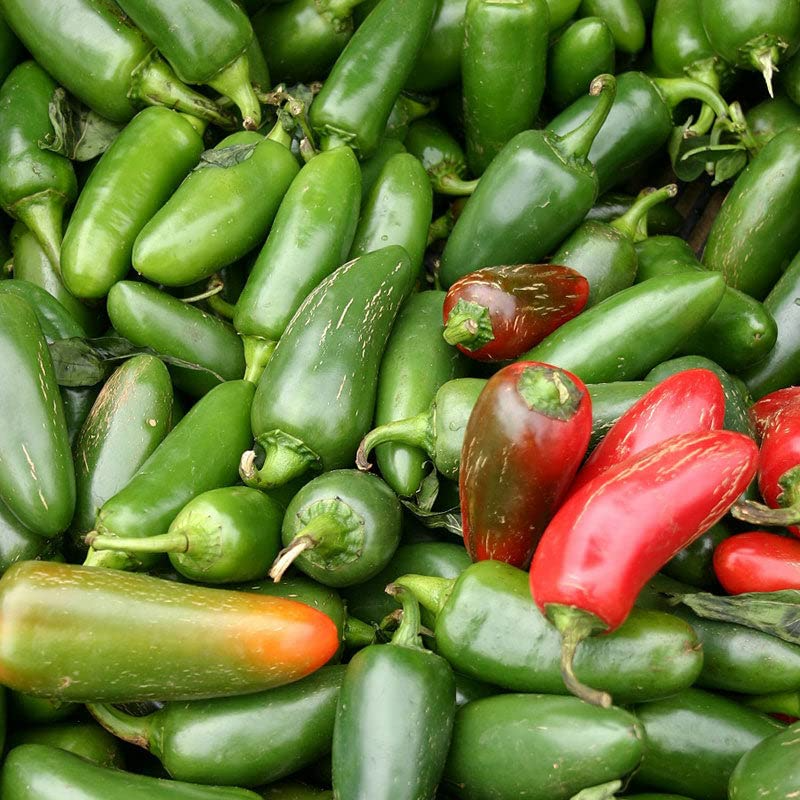 300 Jalapeno M Pepper Seeds - Hot & Spicy | Non-GMO Heirloom | 5,000 SHU Mild Heat | High Yield | USA Seller |