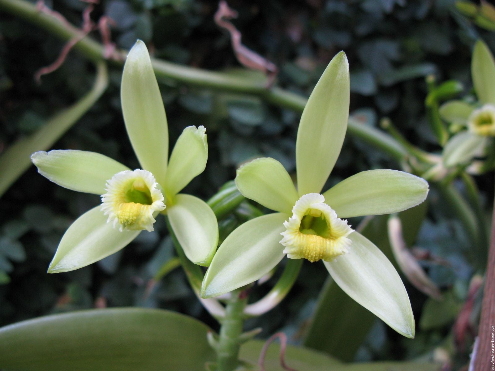 vanilla house plant Organic Vanilla Orchid | Vanilla Planifolia Starter Plant | Live Potted Plant