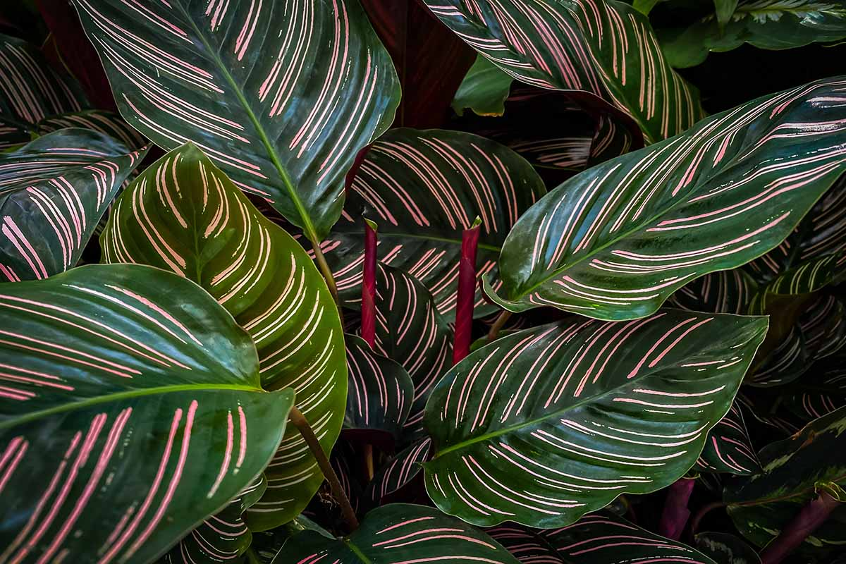 Calathea Ornata Starter Plant | Pinstripe Plant | Live Peacock Plant | Zebra Plant | Indoor Tropical Plant | USA Grown