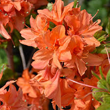 Mandarin Lights Deciduous Azalea | Northern Lights Hybrid | Starter Plant | Bright Orange Blooms