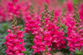 Antirrhinum majus Liberty Rose Snapdragon Seeds – 1000+ Soft Rose-Pink Blooms for Garden & Cut Flowers